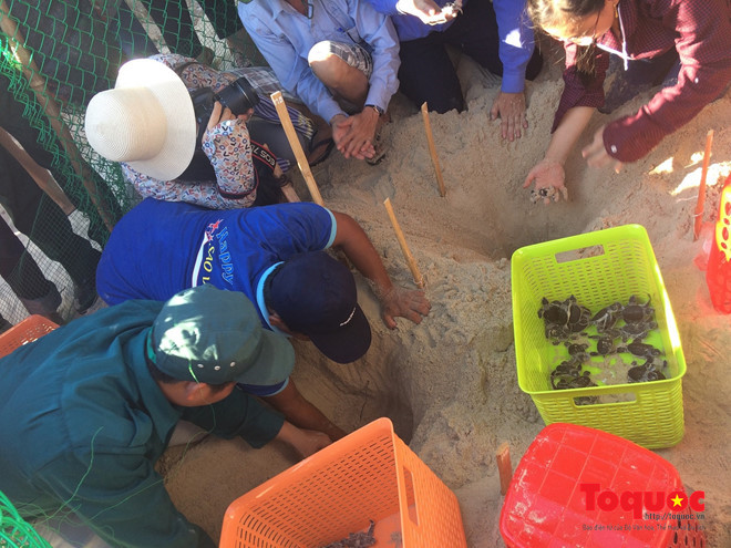 Rùa sau khi được ấp nở tại Cù Lao Chàm đã được thả về môi trường biển.