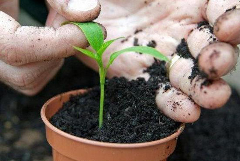 Khi ớt lên được khoảng 4 - 6cm  thì bứng ra trồng vào trong chậu, tùy theo kích thước chậu mà có thể trồng 1, 2 hoặc 3 cây trong 1 chậu.