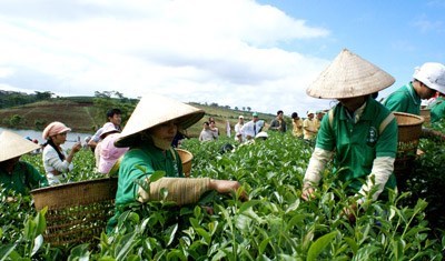Thu hái trà tại Bảo Lộc.