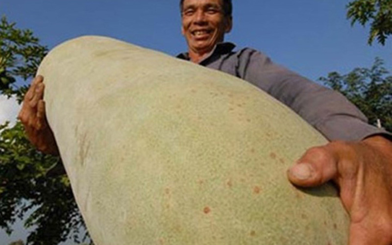  Quả bí đao cực lớn của một nông dân ở Cần Thơ. Nó nặng tới 41kg, chiều dài 1m, đường kính khoảng 1,2m (Ảnh: Kiến thức)