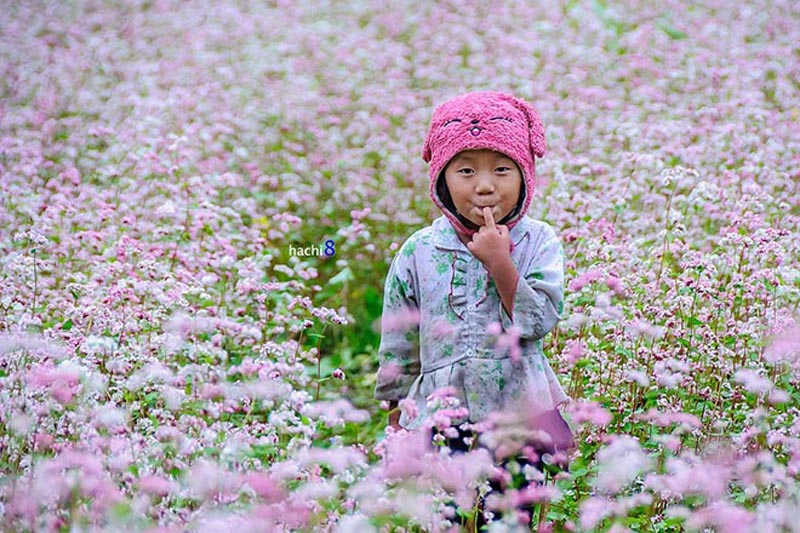 Những cánh đồng tam giác mạch là nét đặc trưng tại Hà Giang. Vùng đất địa đầu Tổ quốc này như thể khoác màu áo mới mỗi khi mùa hoa tam giác mạch về. Du khách đến Hà Giang có thể ngắm loại hoa này ở nhiều nơi như chân cột cờ Lũng Cú, Sủng Là, Đồng Văn, Phố Cáo, Ma Lé…