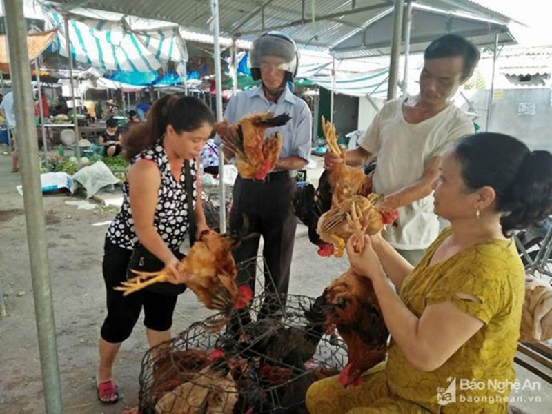  Từ khi được công nhận nhãn hiệu tập thể “Gà Thanh Chương” người nuôi gà đã biết nuôi gà đúng cách để có gà sạch nhằm bảo vệ thương hiệu gà của quê nhà. (Ảnh: Đình Hà)