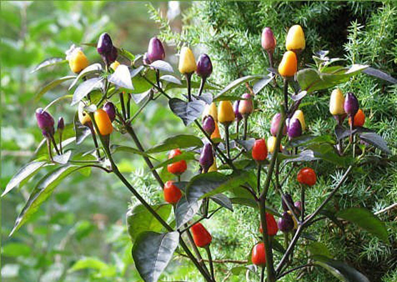  Song ớt 7 sắc cầu vồng không chỉ được dùng làm cảnh, mà quả của nó có thể ăn được và khác cay, mùi thơm, nên nhiều người thường ngâm ớt tươi, hoặc phơi khô say bột (robinson).
