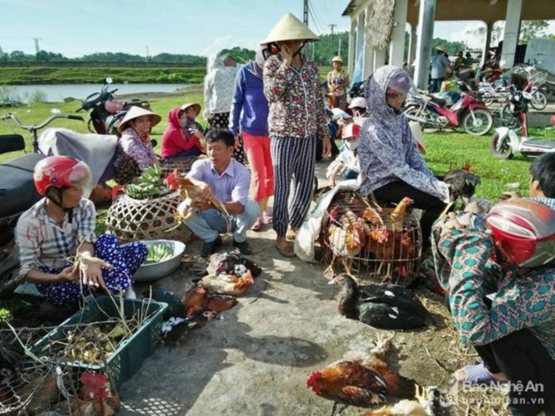  Tại các chợ quê, chợ huyện ở Thanh Chương gà trống thật đẹp giá 100.000 đồng/kg, gà mái, gà già chỉ từ 80.000- 90.000 đồng/kg. Gà bán tại Vinh gà đẹp giá 120.000 đồng/kg. (Ảnh: Đình Hà)