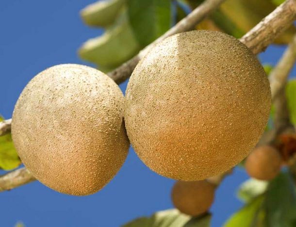 Giống táo Mỹ ruột vàng thường cho năng suất rất cao đến vài trăm quả mỗi cây.