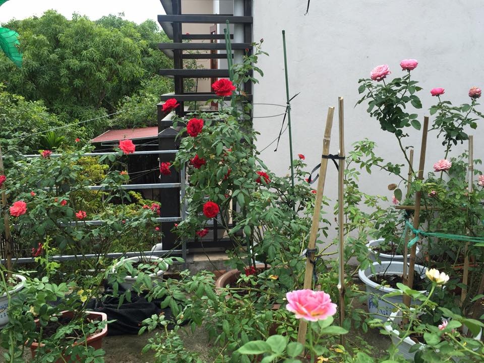 Vườn hồng ngọt ngào trên sân thượng của cô giáo dạy Văn ở Hà Tĩnh ...