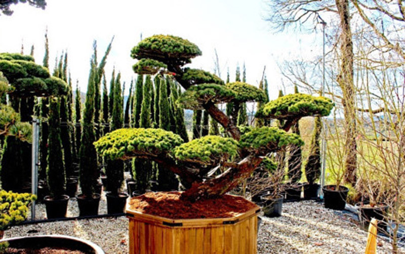 Pinus Parviflora - thông trắng Nhật Bản, nằm trong top những loại cây cảnh đắt giá nhất hành tinh. Cây thông này khoảng 900 năm tuổi, đáng giá cả triệu đô - Ảnh: báo VOV