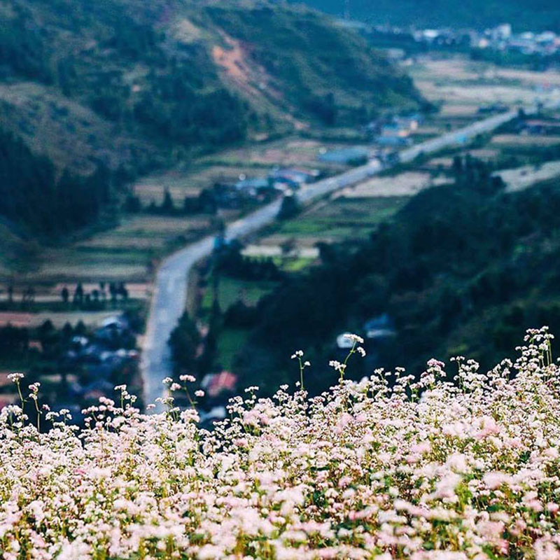 Cái đẹp của những cánh đồng hoa bạt ngàn sắc trắng xen lẫn với hồng tím, điệp với màu lá xanh giữa xung quanh là núi là rừng, là những con dốc ngoằn nghoèo hay bản làng của người dân tộc luôn khiến người ta muốn được ngắm thêm thật nhiều lần nữa.