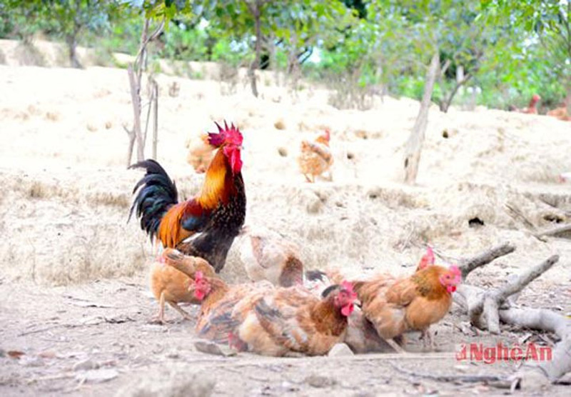  Thương hiệu “Gà đồi Thanh Chương” vốn có từ lâu, không chỉ trong niềm tự hào của mỗi người con Thanh Chương xa quê, mà còn quen thuộc trong mỗi người dân đất Nghệ. (Ảnh: Thục Anh - Phương Thảo)