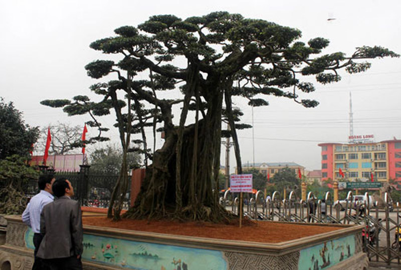 Cây Sanh “Quần Long Phượng Vũ” có tuổi thọ trên 100 năm, được cho là “độc nhất vô nhị” có giá là 1 triệu USD - Ảnh: báo Infonet