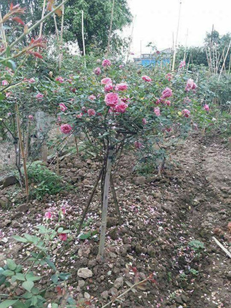 Hồng cổ Sapa sau khi trồng khoảng 3-4 tháng bắt đầu ra hoa. Ảnh: FB Hoa hồng cổ T.Quang.