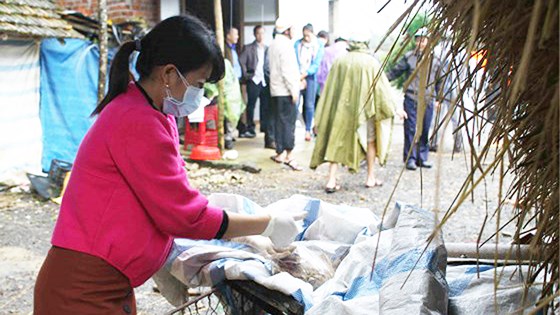 Chi cục Chăn nuôi và Thú y đang lấy mẫu vịt để gửi xét nghiệm. Ảnh: Nguyễn Trang