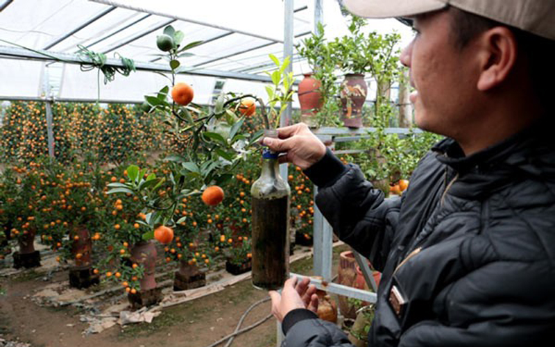 Anh Quang chủ vườn quất Quang Ngân cho biết những cây quất trồng trong chai cần phải tạo thế rất tỷ mỉ để không bị đổ khi bày trên bàn.