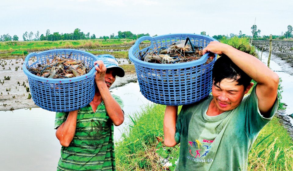 Anh Lê Minh Tài, ấp Trương Thoại, xã Biển Bạch là 1 trong những hộ nuôi tôm càng xanh trên ruộng lúa đầu tiên của ấp.