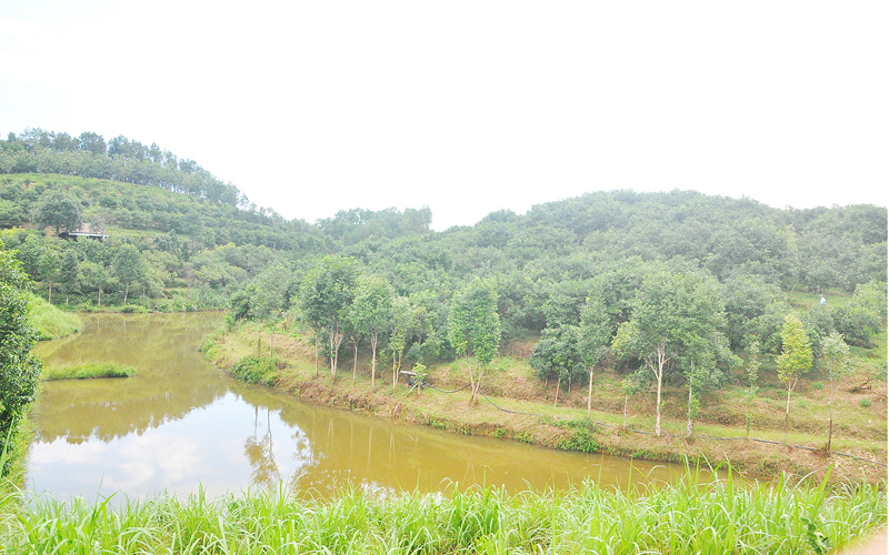 Bên cạnh các đồi cam, ông Linh cho đào thiết kế các hồ nước chạy xung quanh, vừa nhằm cung cấp nước tưới cho cam, vừa tạo tính thẩm mỹ cho trang trại.