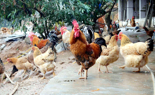 Chăn nuôi gà trong một trang trại ở Tiên Yên. Ảnh: baoquangninh.com.vn