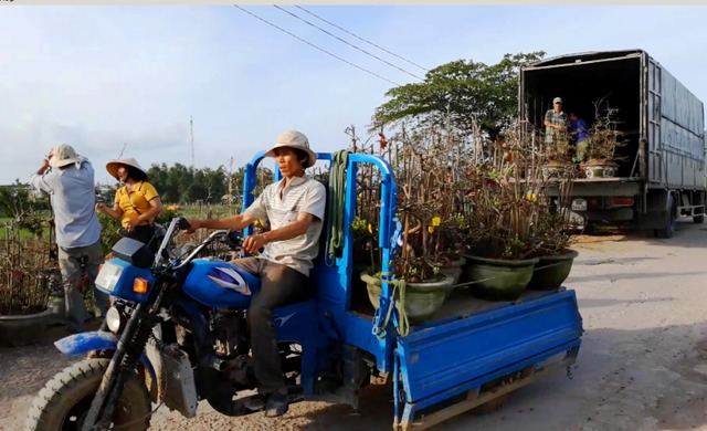 Tại các làng mai ở Nhơn An, những gốc mai “mẫu” bung hoa vàng rực khoe sắc xuân sớm mời chào khách hàng.