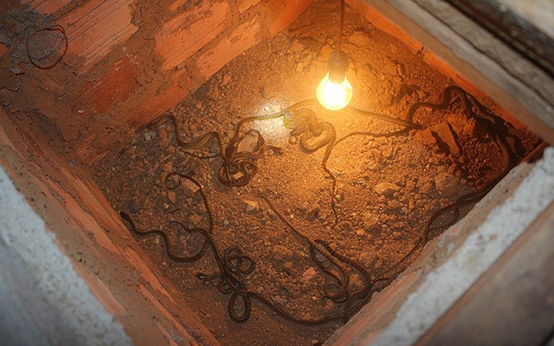 Sau gần 90 ngày, trứng rắn sẽ nở thành những con rắn con và được ấp bằng bóng đèn