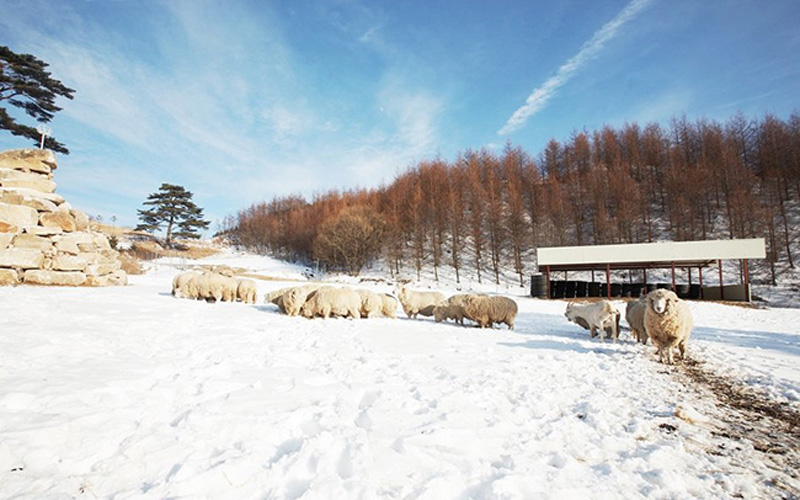  Khi đông tới, tuyết phủ trắng khắp nơi, trại cừu Daegwallyeong sẽ tổ chức các hoạt động trượt tuyết để thu hút thêm du khách.