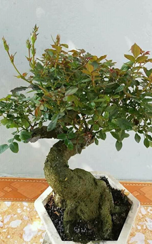 Nhiều người sẵn sàng bỏ tiền triệu để sở hữu những gốc hồng bonsai