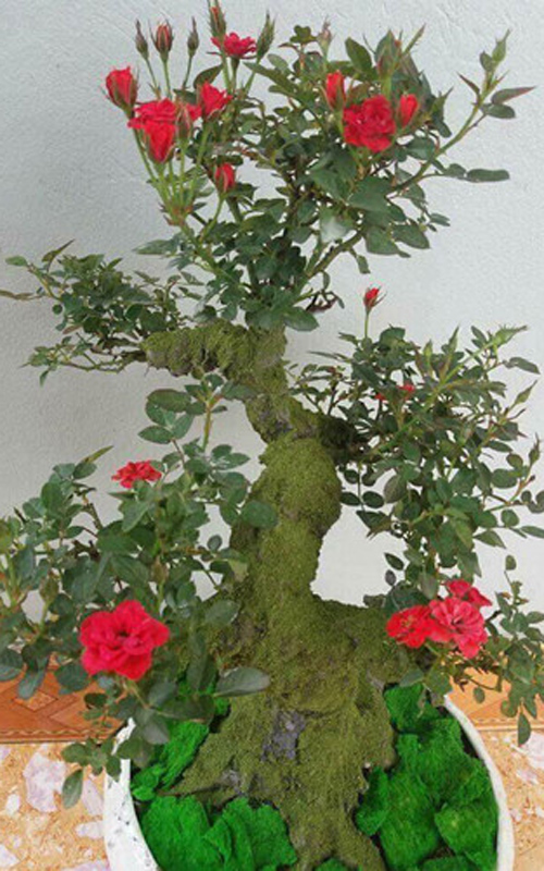 Dáng cổ thụ và hoa nở tươi khiến hồng bonsai rất quyến rũ