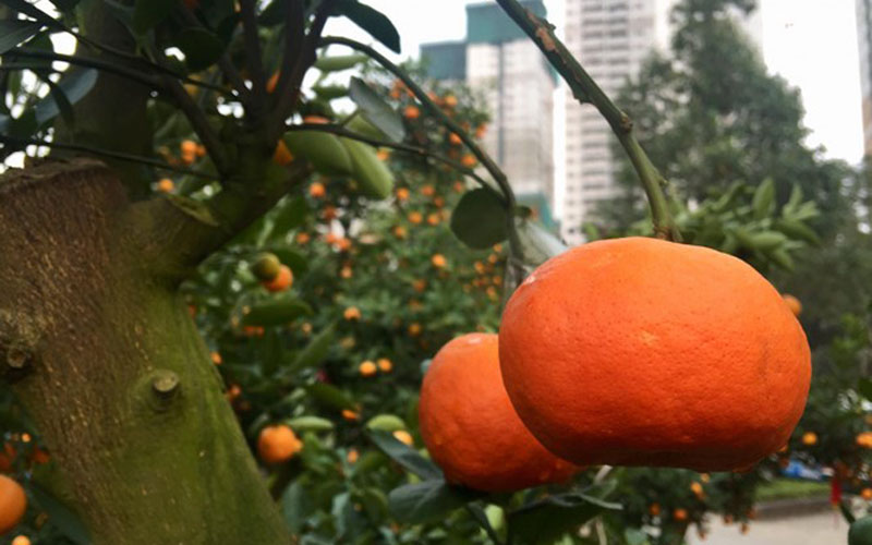 Khi ghép vào, quả cam vẫn phát triển bình thường như trên cây mẹ của nó.