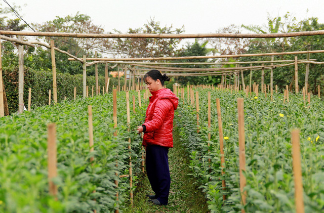 Đối với chị Lê Thu Hồng (tổ dân phố Trung 7, phường Tây Tựu) cũng như nhiều người trồng hoa tại Tây Tựu được mùa hay mất mùa phụ thuộc không nhỏ vào thời tiết. (Ảnh: K.O)