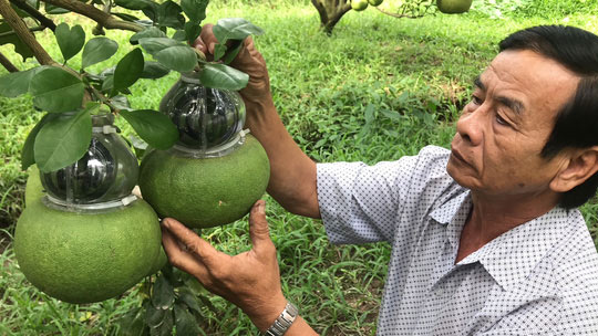 Vườn bưởi hồ lô của ông Võ Trung Thành đang cho trái tạo hình rất đẹp để phục vụ thị trường Tết Nguyên đán Mậu Tuất 2018.