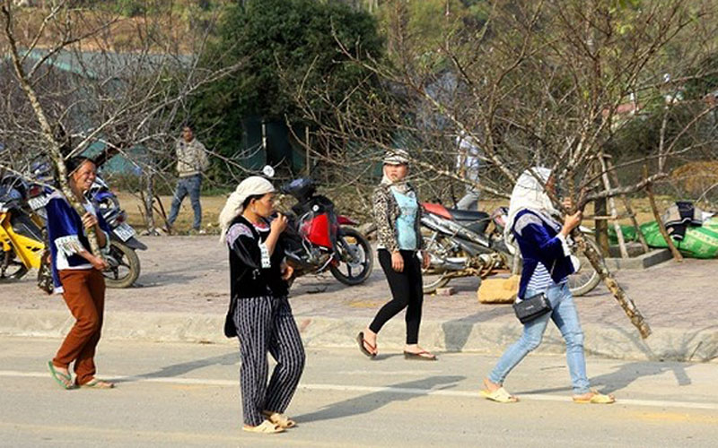 Nhiều ngày nay, đồng bào các dân tộc địa phương đã chuyển những cánh đào rừng xuống núi