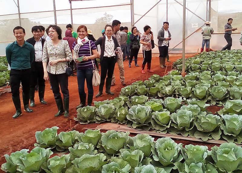 Ban Quản lý ATTP TP.HCM tham gia cánh đồng trồng bắp cải của VinEco ở tỉnh Lâm Đồng. (Ảnh: Trần Ngọc)