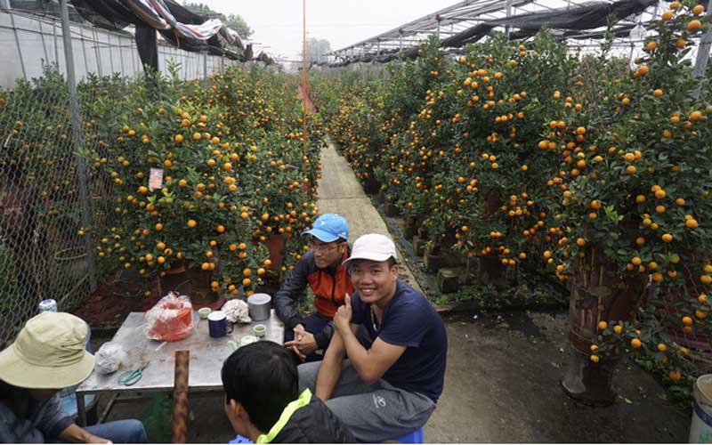 Quất bon sai cho thu nhập cao nhưng cũng đòi hỏi người trồng tốn công chăm sóc hơn nhiều so với quất trồng thông thường. Giá quất bon sai cũng vô cùng đa dạng, một lọ nhỏ chỉ vài trăm nghìn đồng cho đến những lọ uốn thế cầu kỳ giá tăng lên vài triệu, thậm chí vài chục triệu đồng.