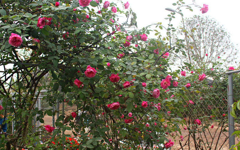 Là loài hoa bản địa của Sapa nhưng giống hoa hồng cổ Sapa lại có nguồn gốc từ Pháp. Nó được du nhập vào Việt Nam từ thế kỷ 19. Ảnh: Cayvahoa.