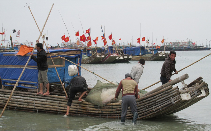 Tàu, thuyền tấp nập ra khơi vớt sứa