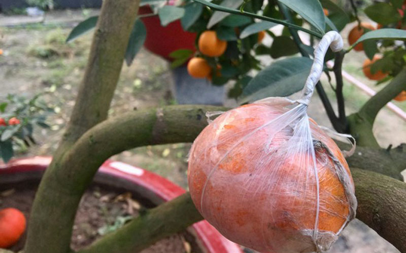 Điều đặc biệt trên những cây quất năm nay, đó là được nhà vườn ghép thêm một số quả cam sành vào cây.