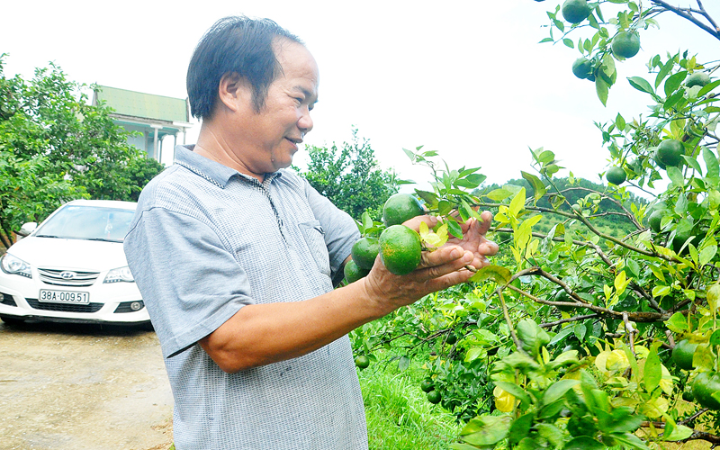 Ông Linh kiểm tra chất lượng cam tại vườn nhà.