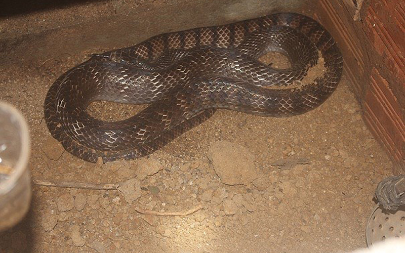 Lót cát hoặc đất khô để tạo cho rắn một môi trường sống hoang dã