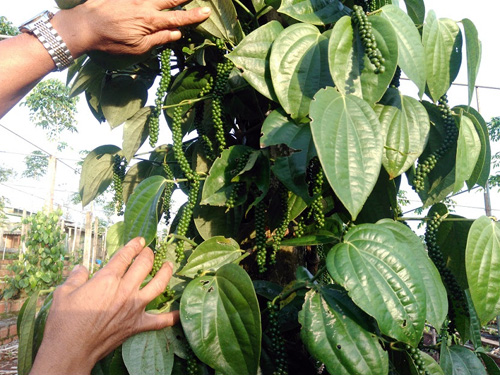 Tiêu Srilanka phát triển khá mạnh, nhanh dài, quả nhiều và lá lớn hơn lá tiêu thường. Ảnh: T.H