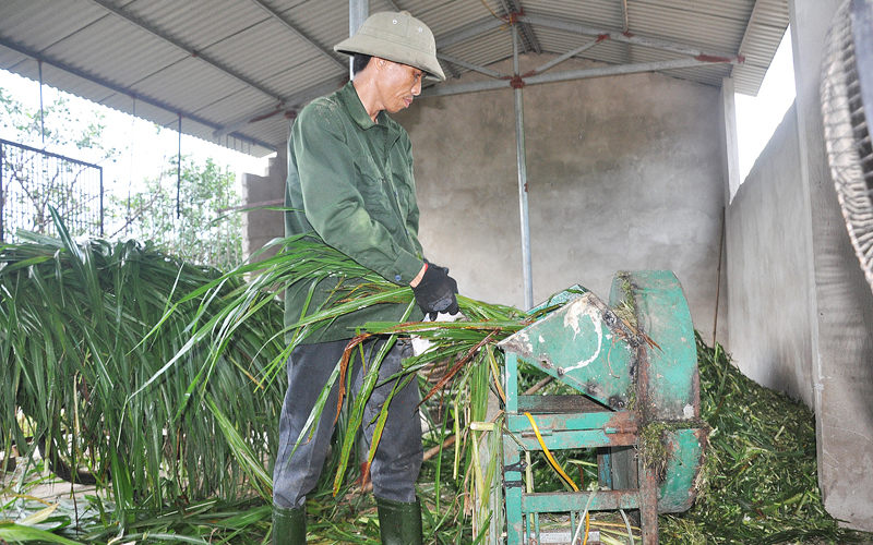 Với diện tích trang trại lớn, hằng năm gia đình ông Linh đã tạo công ăn việc làm cho hàng chục lao động của địa phương.