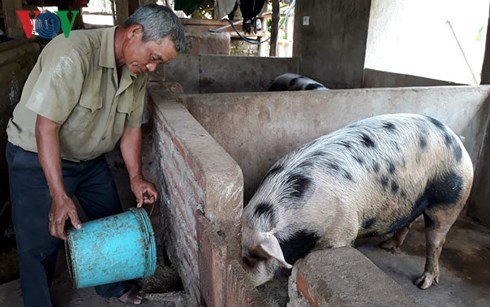 Ông Chinh chăn nuôi lợn, thu lãi 150 triệu đồng/năm.