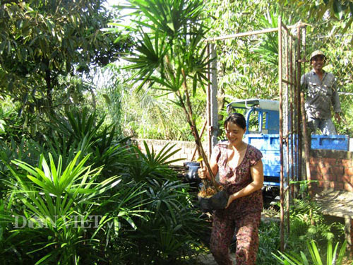 Mỗi cây Mật cật đang được bà Nguyễn Thị Hồng Hạnh giao cho khách với giá 80.000 đồng-cao nhất từ khi bà trồng loại cây này.