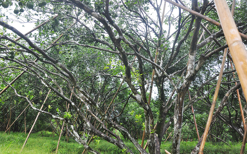Tại vườn cam hàng nghìn gốc của ông Linh, có nhiều cây đã có tuổi đời lên đến trên dưới 10 năm nhưng vẫn cho quả sai trĩu.