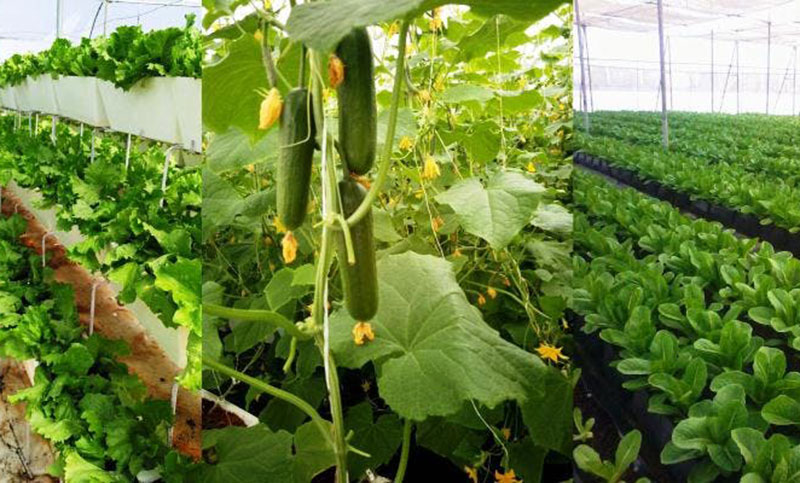 Các xu hướng nông nghiệp công nghệ cao ở Ấn Độ là bảng tham khảo cho các startup nông nghiệp trẻ ở Việt Nam…