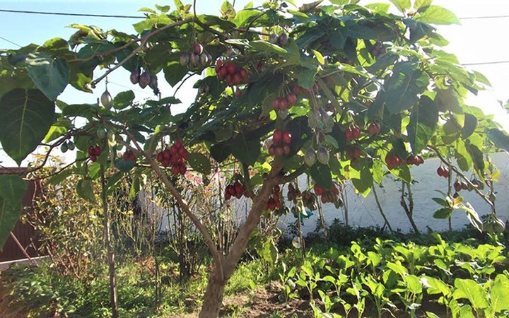 Cây cà chua thân gỗ rất dễ trồng, sinh trưởng tốt, trái nhiều nên không còn quý hiếm như trước. (Ảnh: Nhịp sống kinh tế)