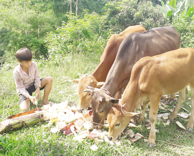 Người dân Mường Khoa không còn nuôi gia súc dưới gầm sàn nhà mà đã biết chăm sóc theo khoa học.