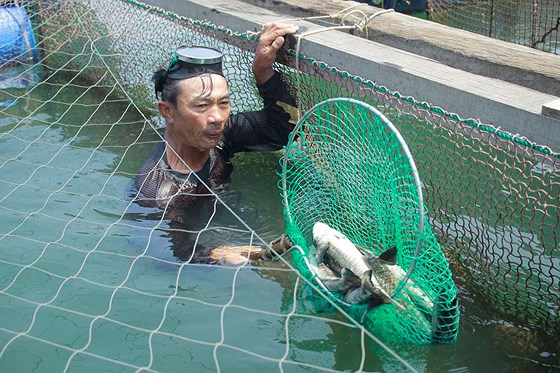 Cá bớp chết tại lồng bè của người nuôi cảng Dung Quất, huyện Bình Sơn. Ảnh: Nguyễn Trang