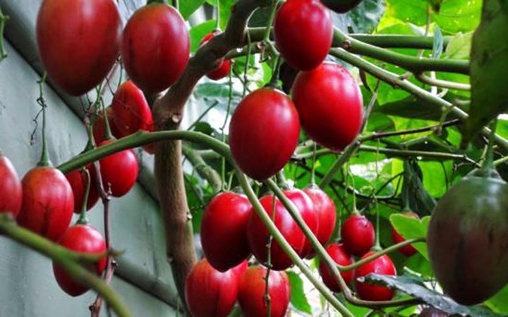 Cà chua thân gỗ có vị chua trong khi nhiều người tiêu dùng thích trái cây có vị ngọt nên khó bán. (Ảnh: Vuacaygiong)