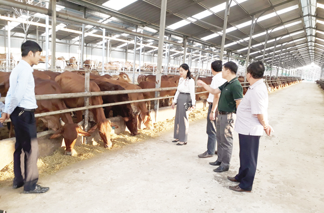 Các đại biểu tham quan mô hình chăn nuôi bò theo chuỗi giá trị tại xã Yên Mông.