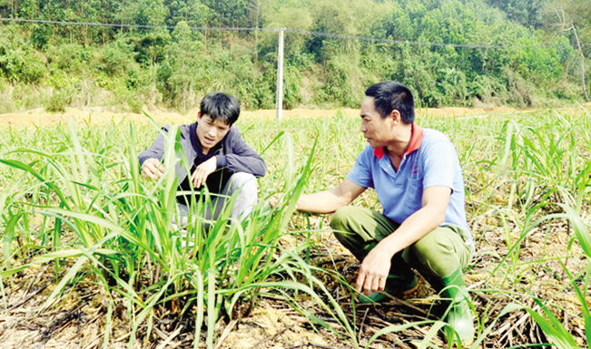 Anh Lê Văn Khánh (bên phải), thôn Chầm Bùng, Đức Ninh được cán bộ khuyến nông xã hướng dẫn kỹ thuật chăm sóc.