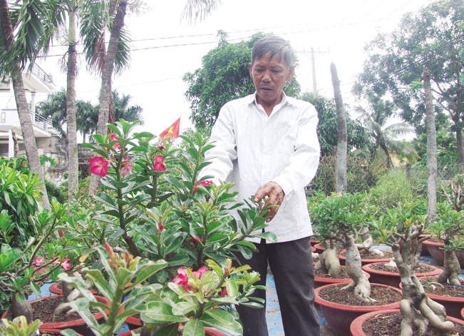 Nhờ vườn sứ Thái, lão nông Lại Văn Đức không “lăn tăn” với “phong bao” mà yên tâm đấu tranh với doanh nghiệp gây ô nhiễm môi trường.