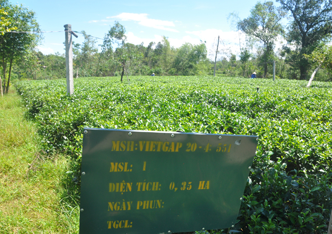 Diện tích cây trồng của bà Nhiên đã được chứng nhận an toàn VietGAP.